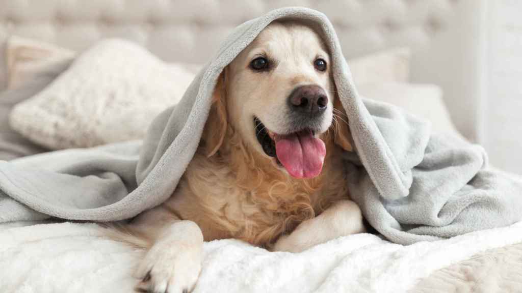 consejos veterinarios para perros en invierno
