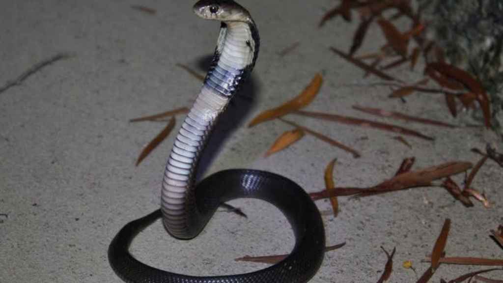 Cobra china, una de las primeras especies sospechosas en ser portadora del nuevo coronavirus. Thomas Brown, CC BY
