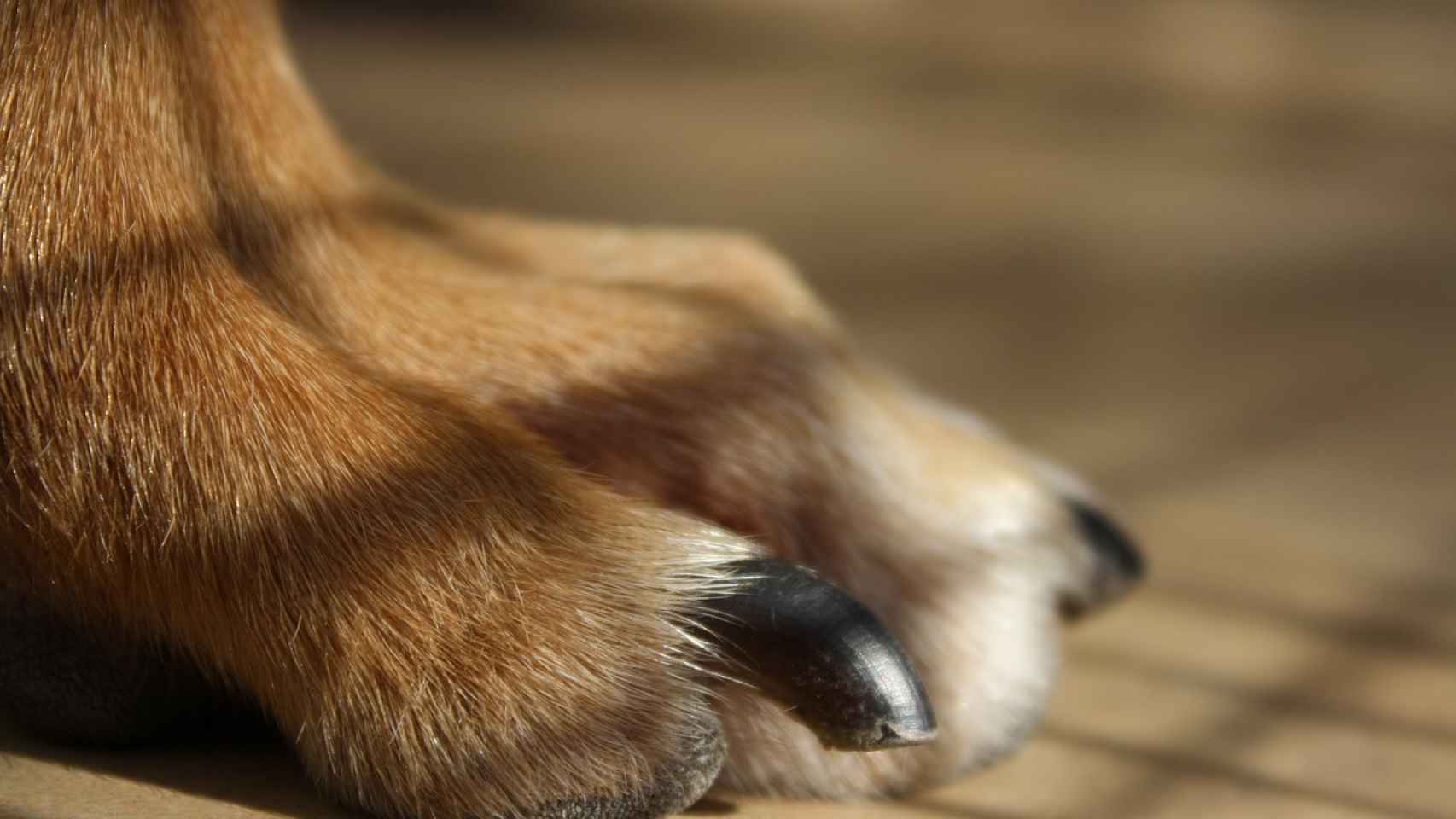 ¿Cómo cortar las uñas a un perro en casa?