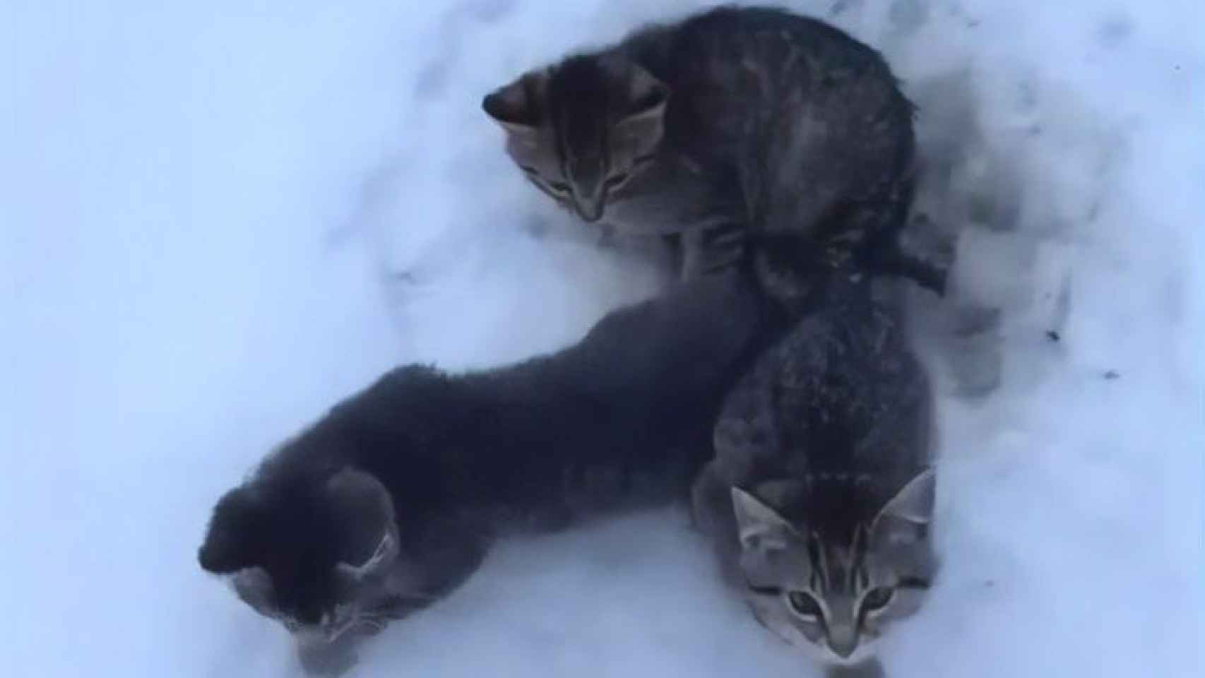 Los gatos atrapados en el hielo por la cola.