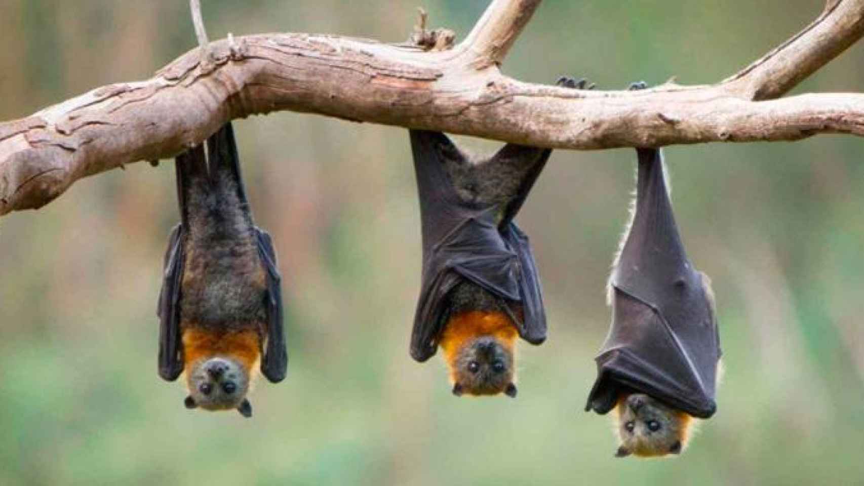 La teoría más difundida de la ciencia dice que los murciélagos han originado el coronavirus.