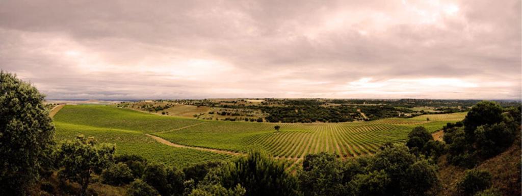 Viñedo de Bodegas Fariña.