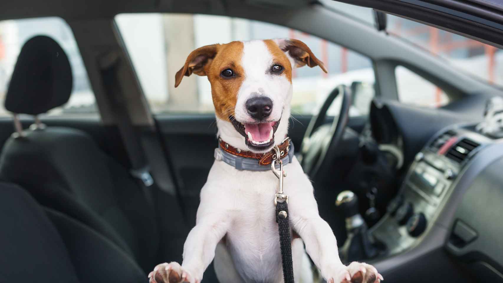 Funda de coche para perros con cinturón de seguridad legal por 23 euros