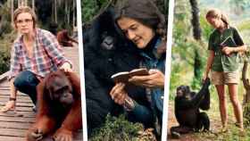 Biruté Galdikas, Jane Goodall y Dian Fossey.