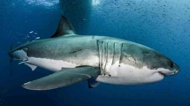 Un ejemplar de gran tiburón blanco.