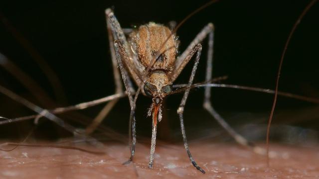 Por qué nos pican los mosquitos y cómo evitarlo