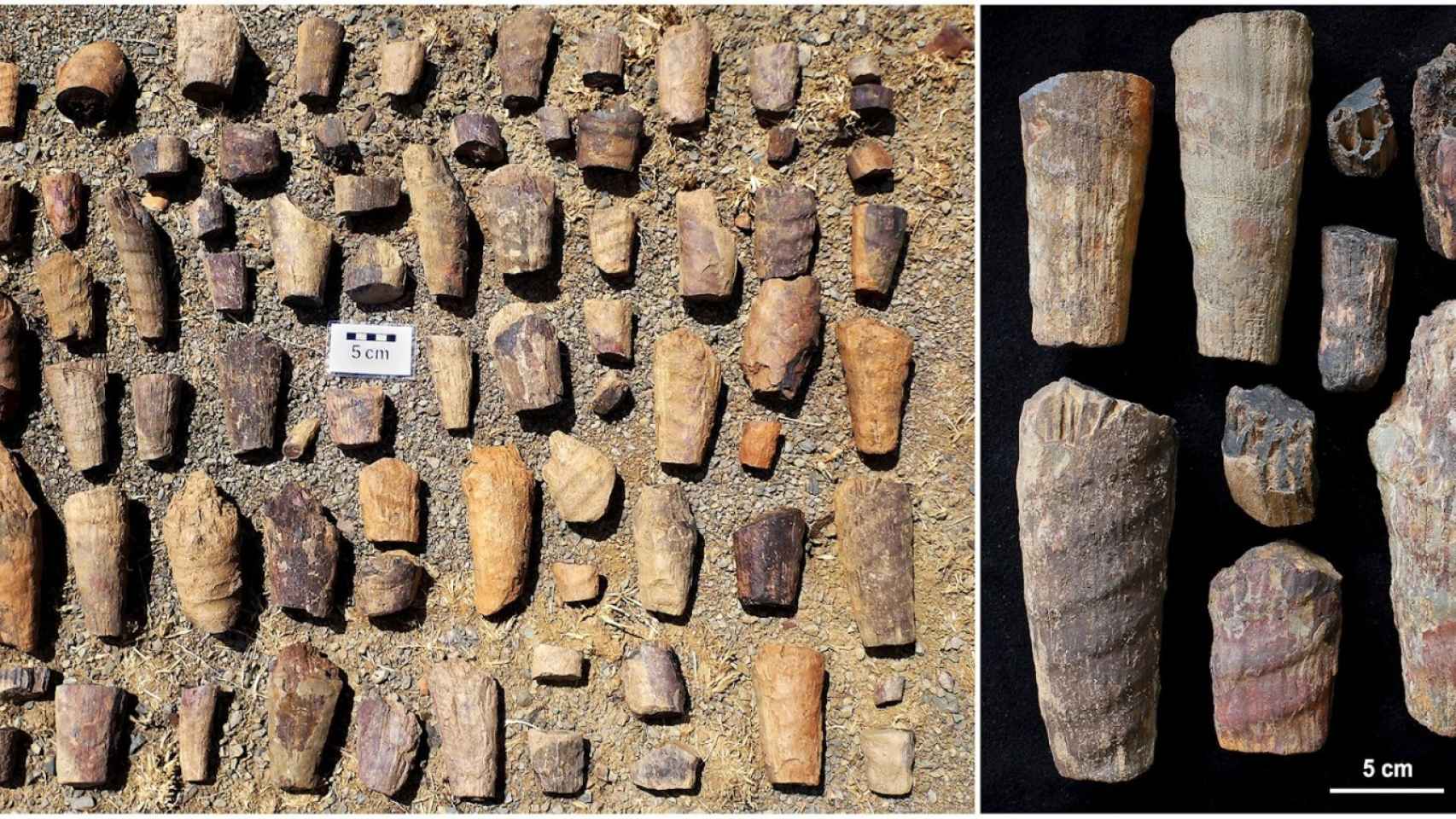 El fosil marino descubierto en Cabañeros.