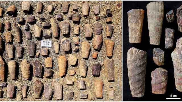 El fosil marino descubierto en Cabañeros.