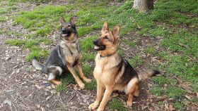Lupo y Kivuli, las dos perras entrenadas en España.