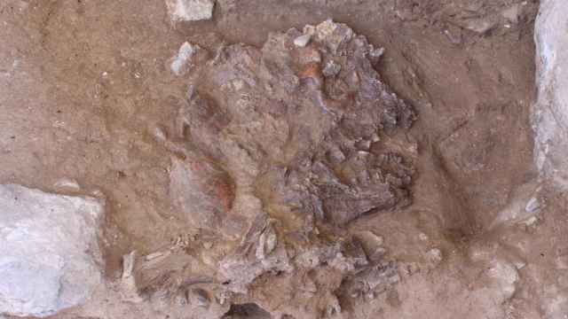El cráneo del adulto neandertal hallado en el kurdistán iraquí.