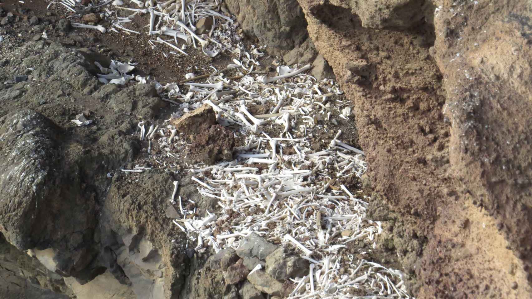 El enterramiento prehispánico descubierto el verano pasado en una cueva inaccesible del barranco de Guayadeque