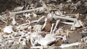 Varios restos óseos descubiertos el verano pasado en el enterramiento prehispánico ubicado en una cueva inaccesible del barranco de Guayadeque.