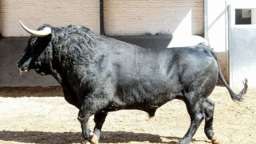 Un toro de Cuadri en los corrales de Las Ventas pidiendo toreros naftalina