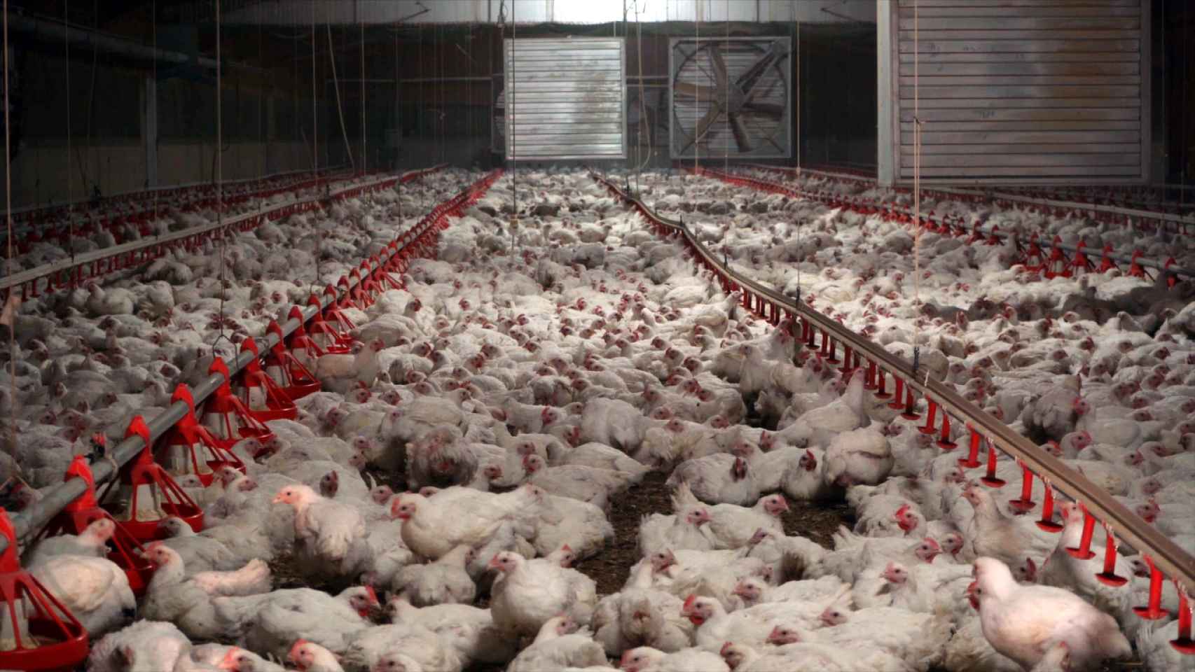 Vista general de una granja de pollos española.