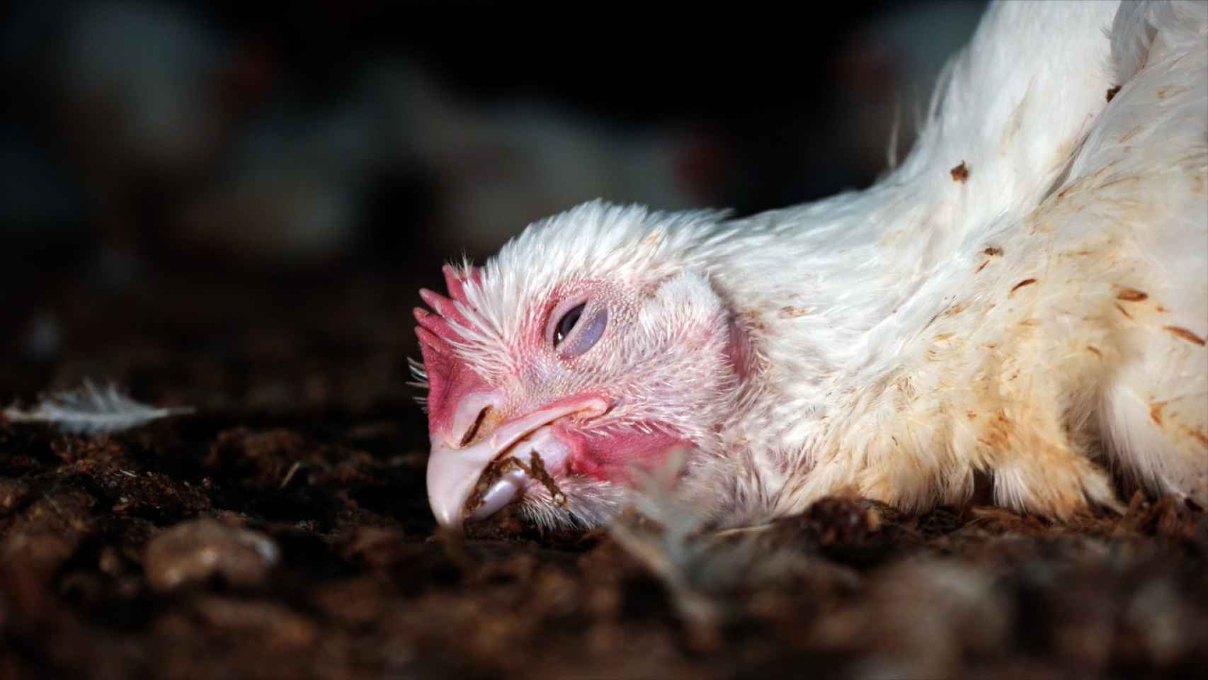 Un pollo moribundo en un criadero de España.
