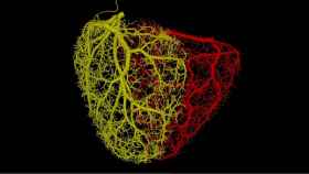 Vascularización sintética cardíaca, en un modelo 3D generado por supercomputación