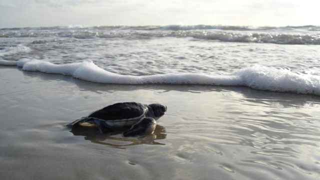 Una imagen de archivo de una tortuga marina.