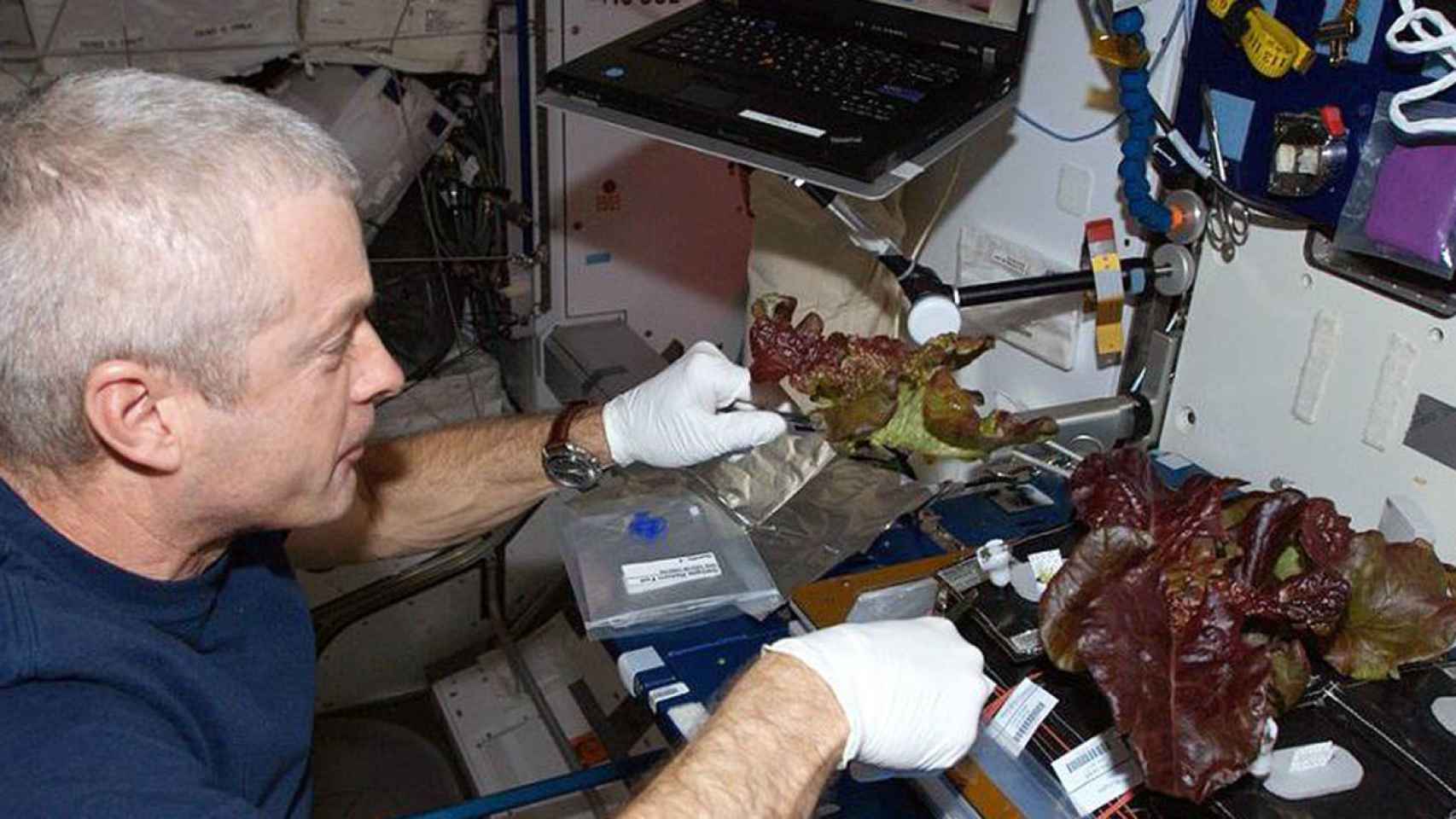 El astronauta Steve Swanson cultivando lechugas rojas a bordo de la Estación Espacial Internacional en junio de 2014.
