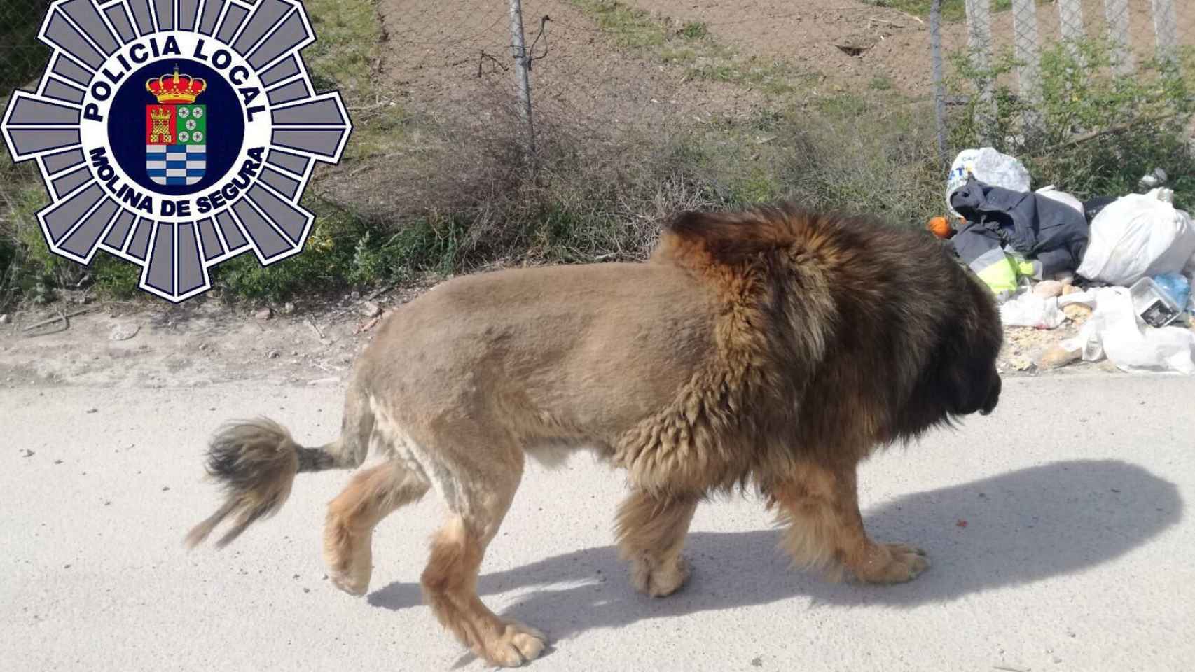El perro con melena que confundió a los vecinos de Molina de Segura, quienes pensaban que era un león.