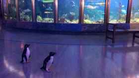 Un fotograma del vídeo que muestra a los pingüinos dando un paseo por el centro de exhibición.