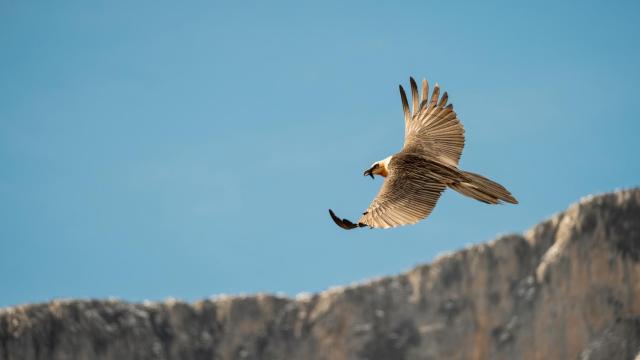 Sus padres han criado en la vertiente asturiana del macizo central de Picos de Europa.