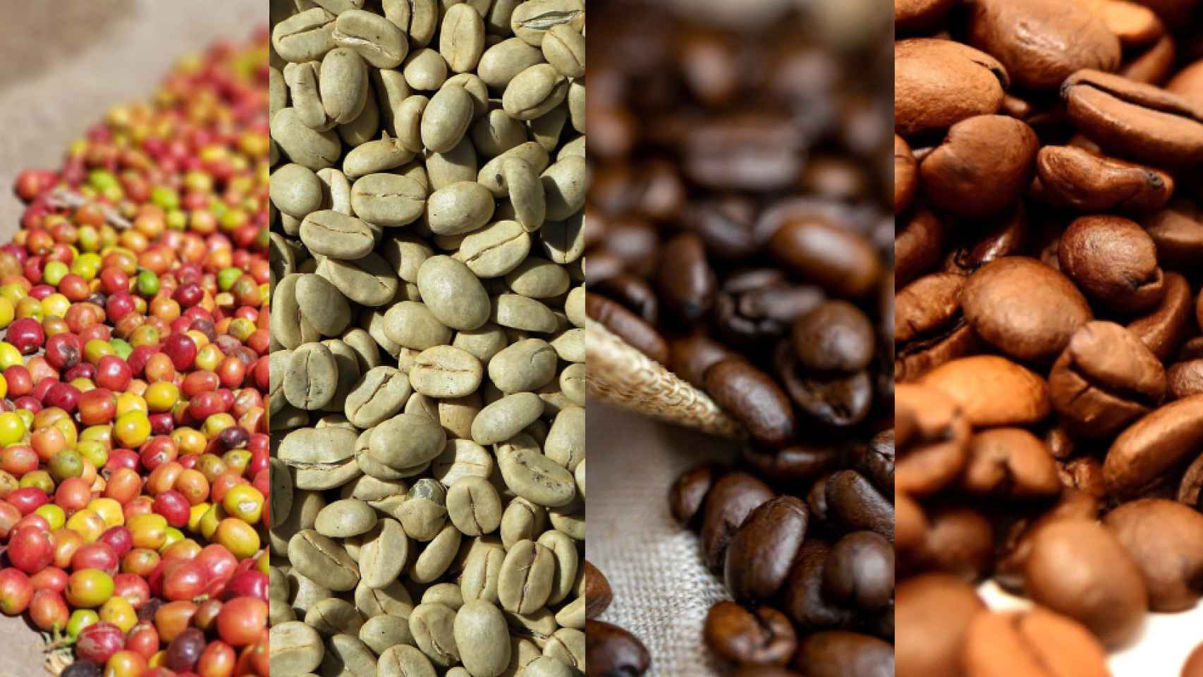 De izquierda a derecha: frutos de café, granos de café verde, tueste torrefacto y tueste medio.