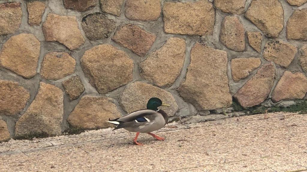 Un pato en el barrio de Montecarmelo, Madrid.