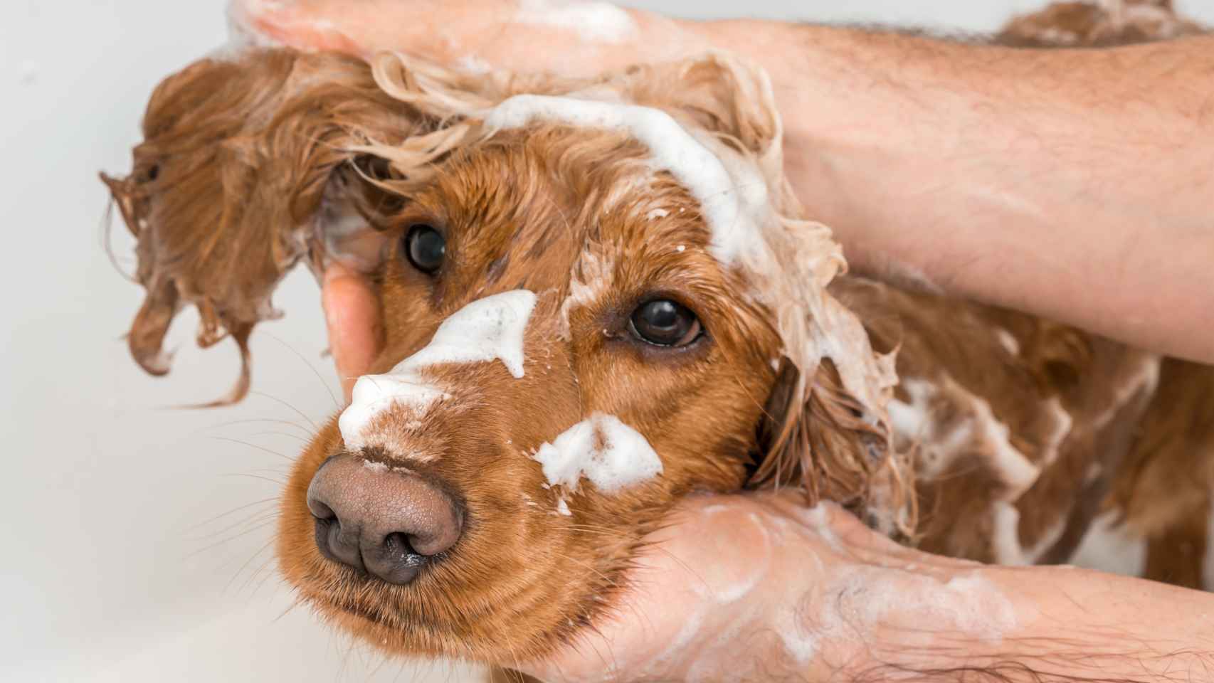 Un perro recibe un baño.