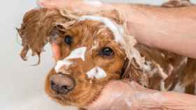Productos para limpiar y cuidar el pelo de tu perro en casa