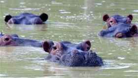 Una manada de hipopótamos nada en un lago fangoso en la casa abandonada de Pablo Escobar en  2002.