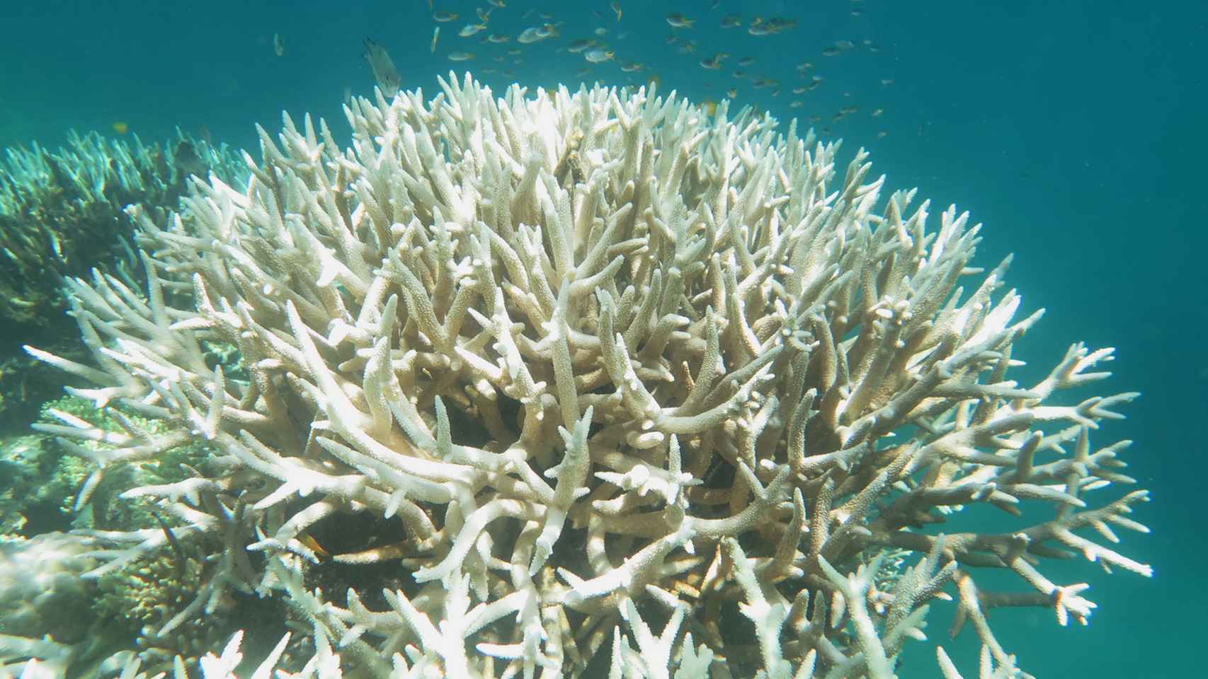 Una foto de archivo de un coral blanqueado en la Gran Barrera de Arrecifes entre Townsville y Cairns.