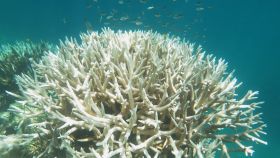 Una foto de archivo de un coral blanqueado en la Gran Barrera de Arrecifes entre Townsville y Cairns.