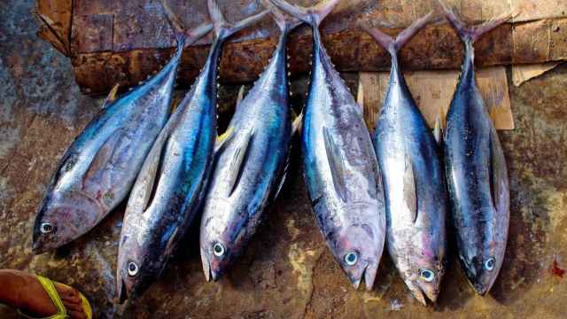 El atún es uno de los pescados más ricos en vitamina D.