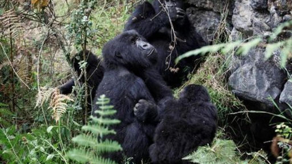 Una imagen de archivo de un grupo de gorilas de montaña en gorilas de montaña en el Parque Nacional Virunga.