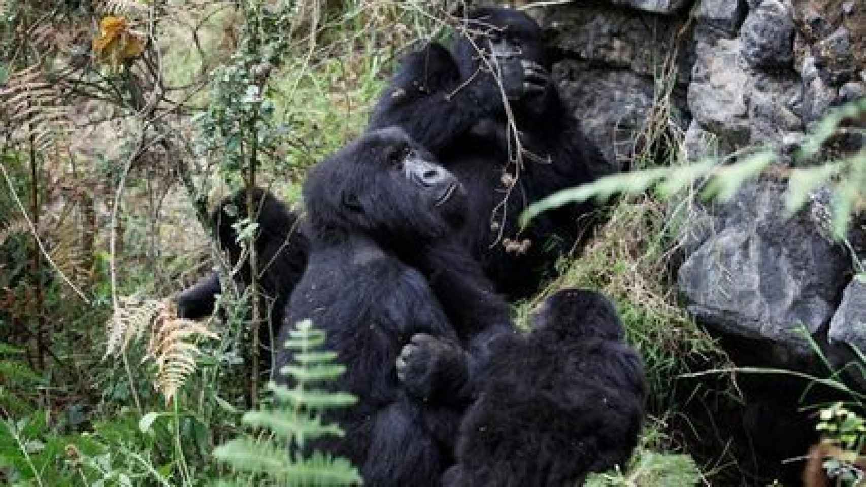 Una imagen de archivo de un grupo de gorilas de  montaña en gorilas de montaña en el Parque Nacional Virunga.