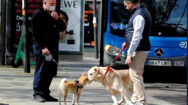 Dos hombres pasean a su perros en Madrid./