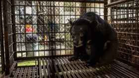 Imagen de un oso en cautiverio cedida por la organización World Animal Protection.