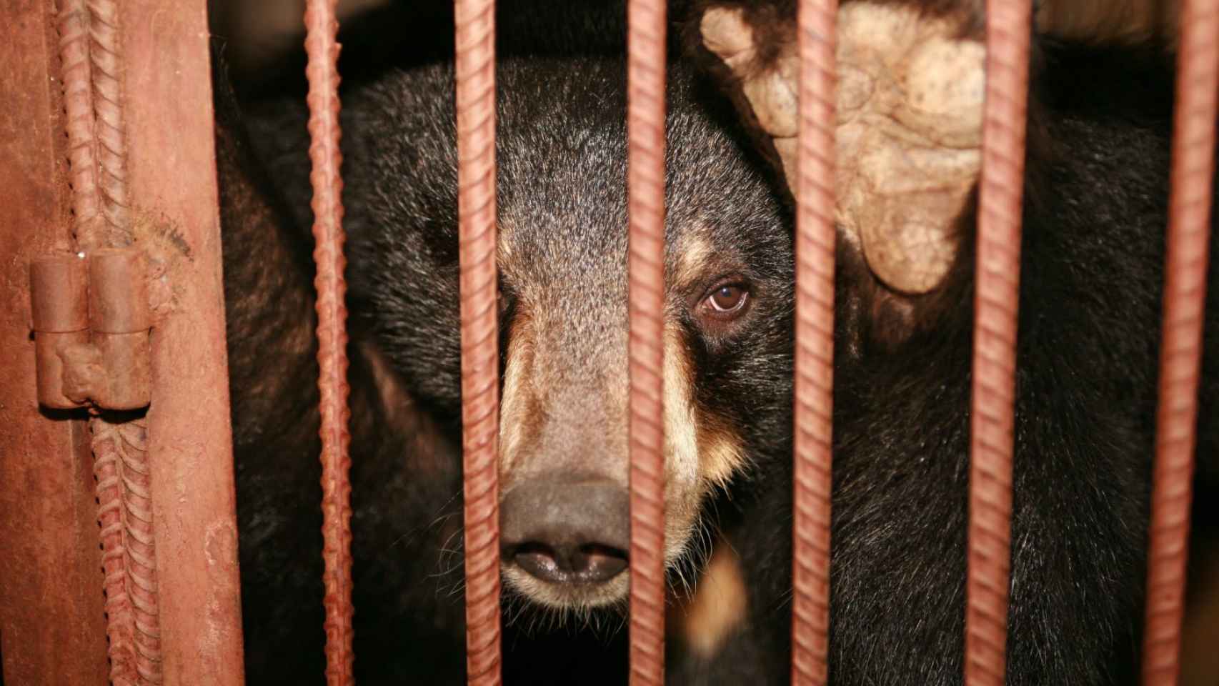 Imagen de un oso en cautiverio cedida por la organización World Animal Protection.
