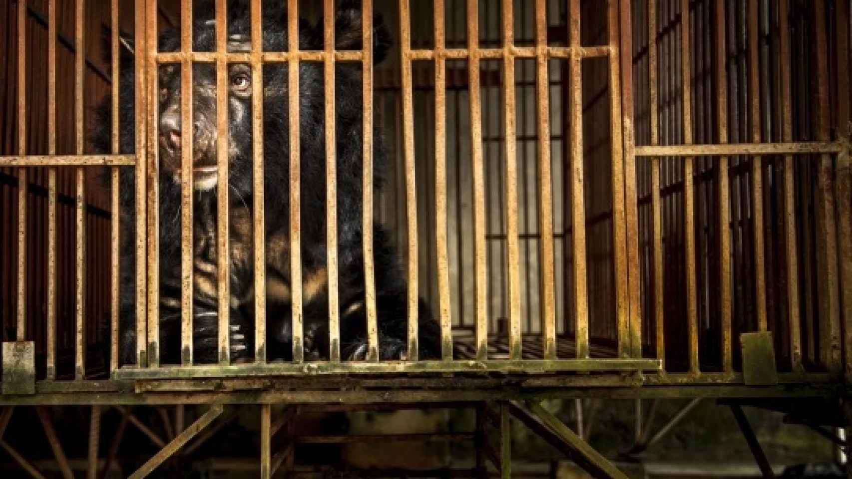 Imagen de un oso enjaulado cedida por World Animal Protection.