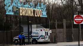 Sanitarios acceden al zoológico del Bronx, en Nueva York.
