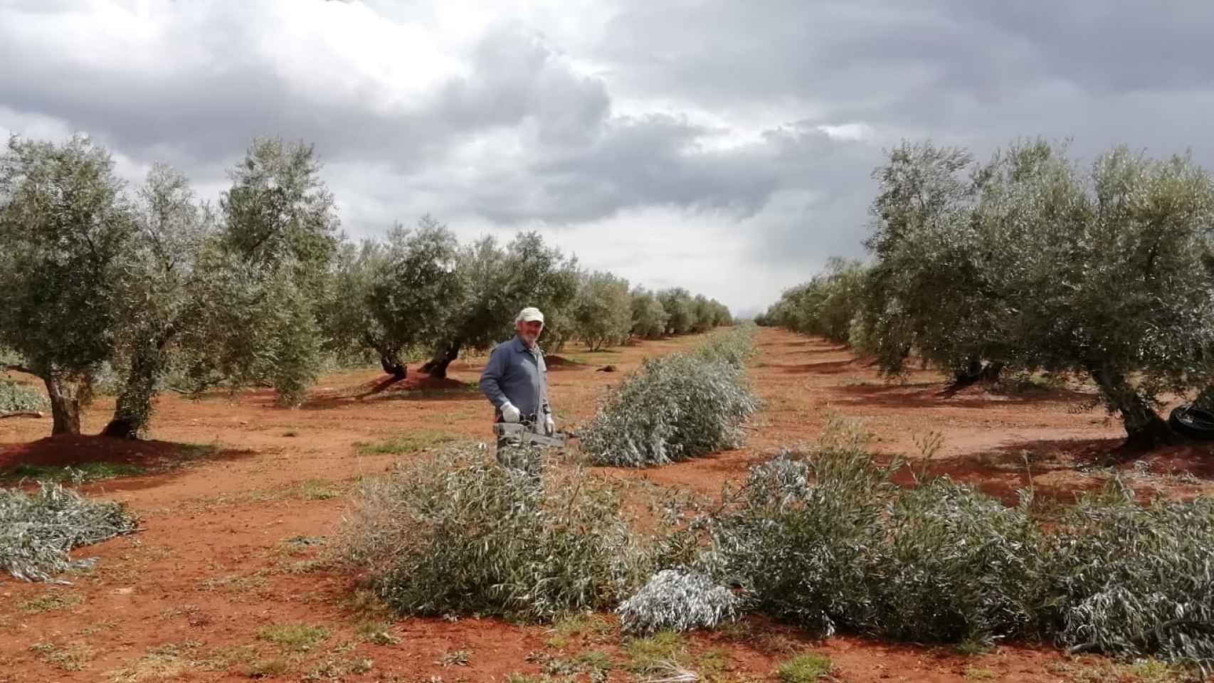 Arturo, mientras se desloma podando 5.000 olivos en una explotación de Almedina (Castilla-La Mancha).