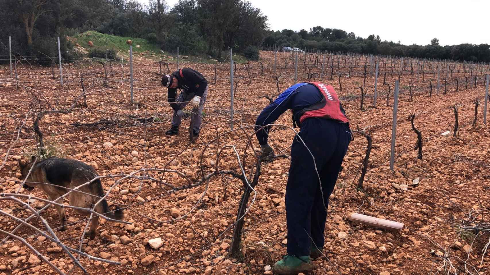 La falta de mano de obra en el sector agrícola de Castilla-La Mancha está dejando sin efectivos a las cuadrillas de jornaleros.
