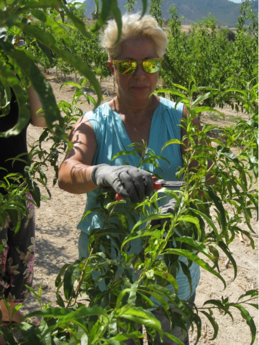 La agricultora Esperanza Ramírez, socio de la Cooperativa Thader de la localidad murciana de Cieza, trabajando.