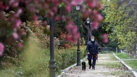 Un hombre pasea a su perro en un florecido parque de Madrid.