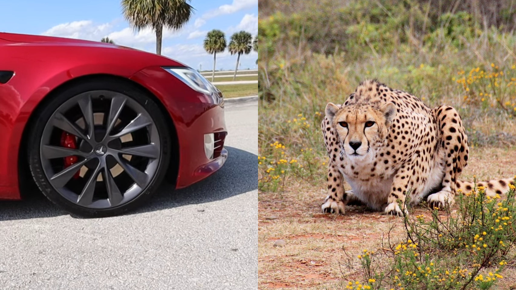El nuevo modo de los Tesla se inspira en los leopardos