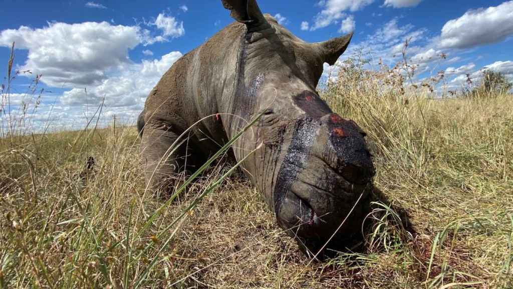 Al menos nueve rinocerontes han sido víctimas de caza furtiva en Sudáfrica desde que comenzó la pandemia.
