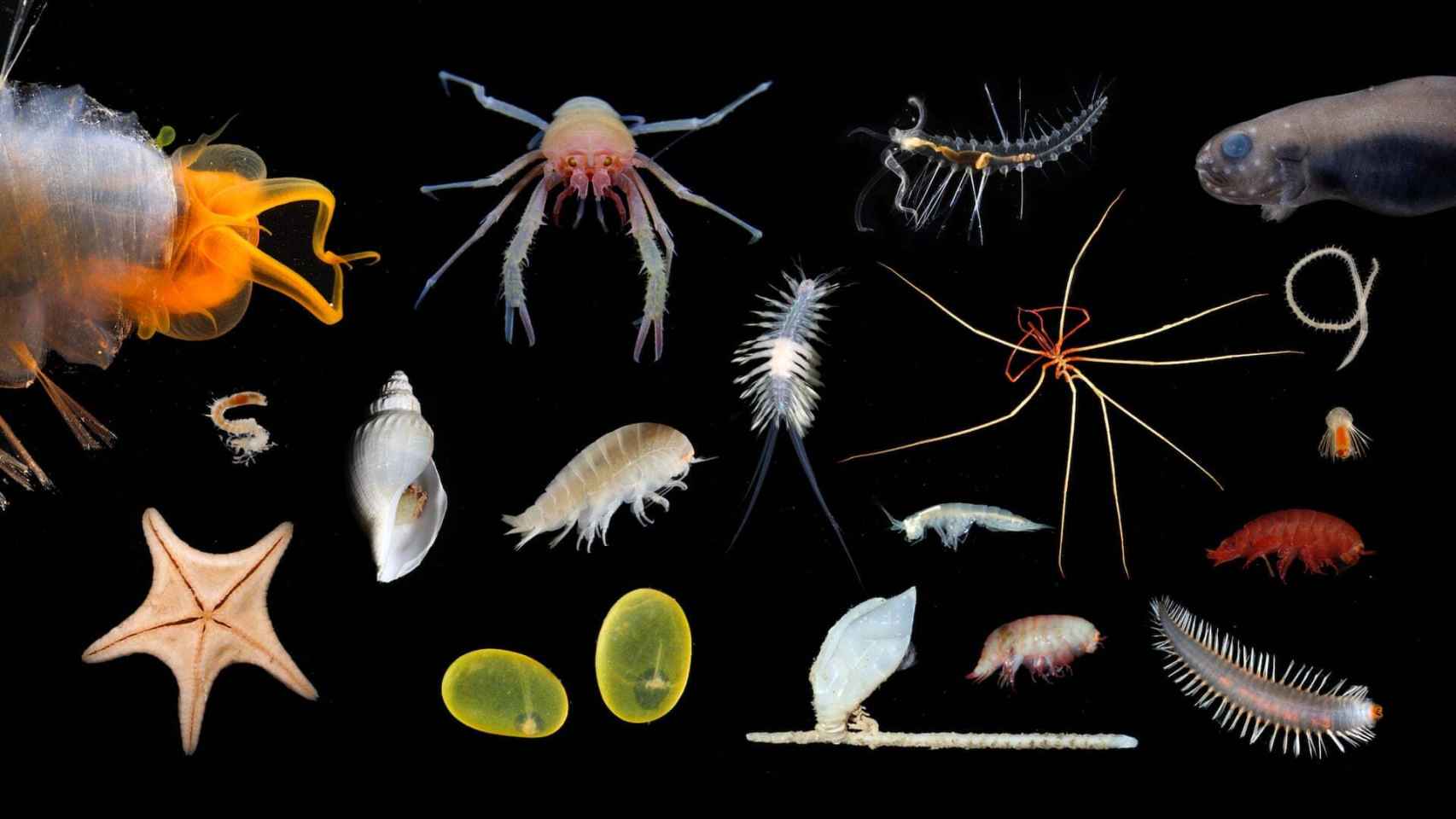 Se encontraron hasta 30 posibles nuevas especies.