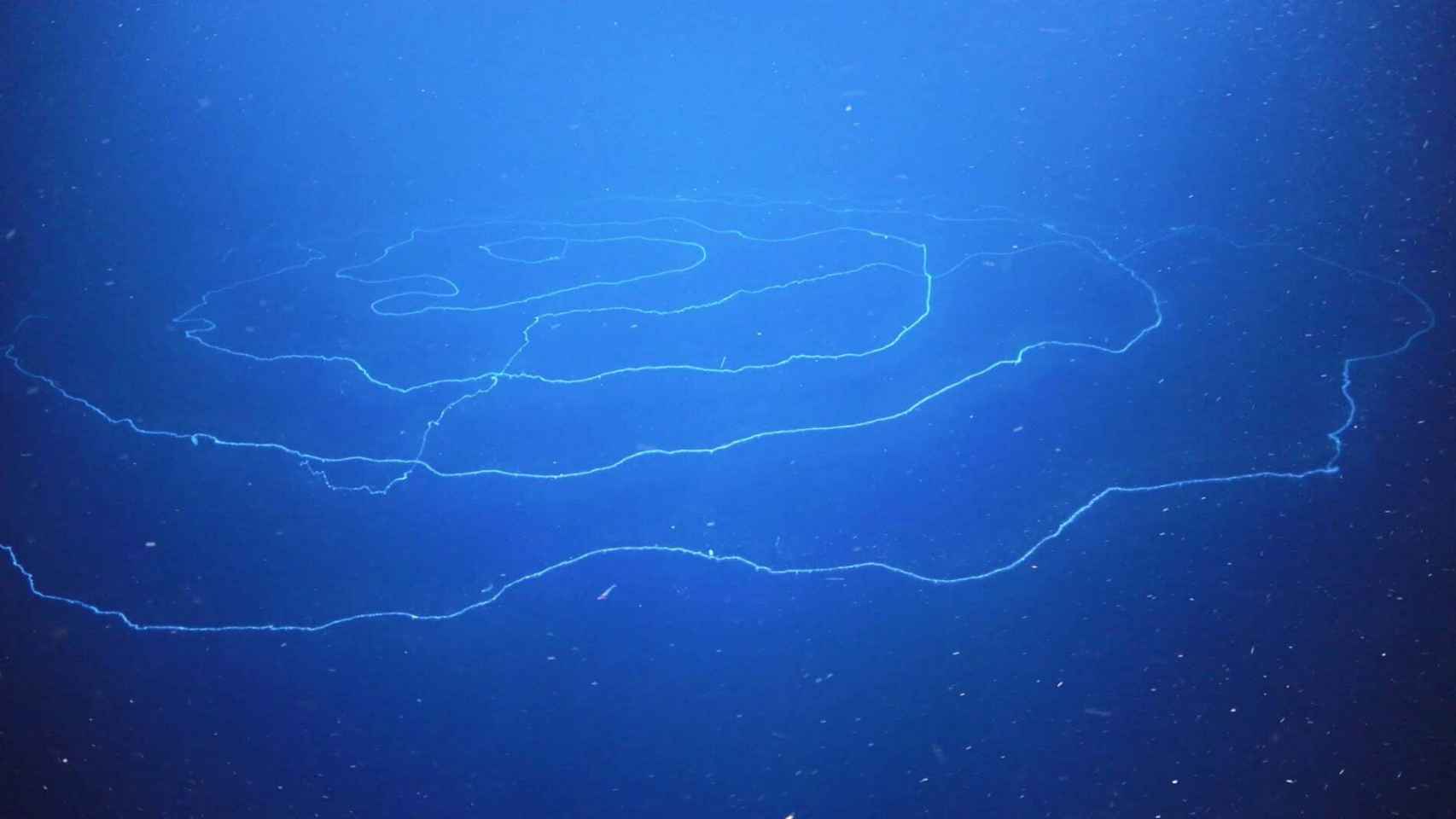 Una imagen del sifonóforo “gigante”, de unos 46 metros, hallado en aguas del Índico.