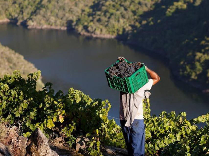 Viticultura heroica en la Ribeira Sacra.