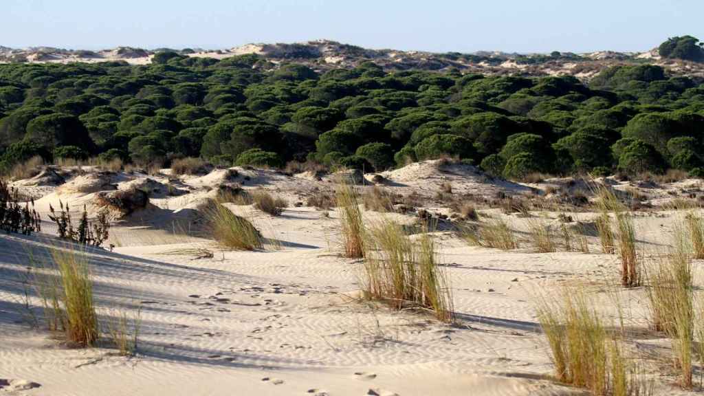 El Parque Nacional de Doñana.